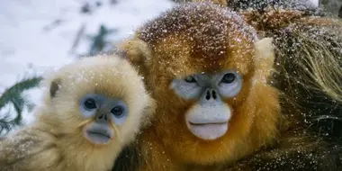 Golden Monkeys: Braving the Impossible