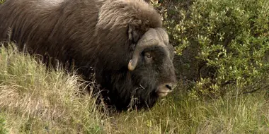 Grizzly Bears, Guanacos, Beetles