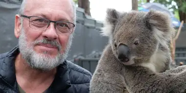 Are We Killing Our Koalas?