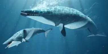 How Whale Evolution Kind Of Sucked