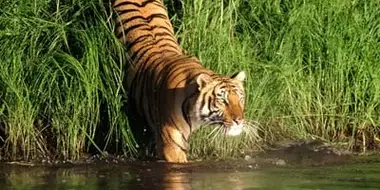 Man-Eating Tigers of the Sundarbans