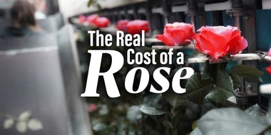 The Real Cost of a Rose - The Netherlands