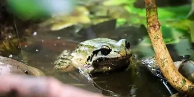 Lion and Chicken Frog