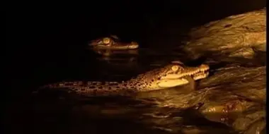 Invasion Of The Crocodiles