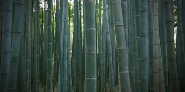 Bamboo Culture: New Life in Spring Enriches the Ancient Capital