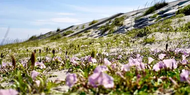 Shinhama, Sendai: A Green Sea Wall for the Future