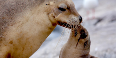 Sea Lion King