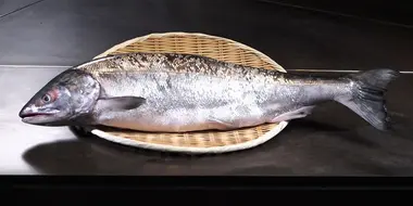 SALMON