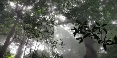 The Rainforest in the Clouds: Central America