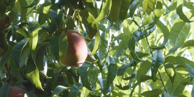 Palisade Peaches