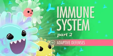 Immune System, Part 2