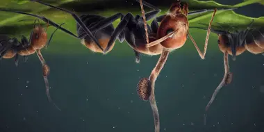The Fungi That Turned Ants Into Zombies