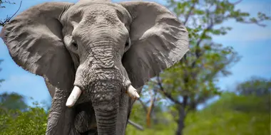 Elephants: Do Giant Brains Mean More Smarts?