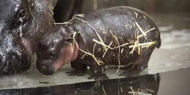 Pygmy Hippo