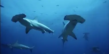 Hammerhead