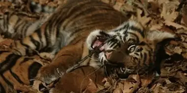 Battle to Save the Tiger