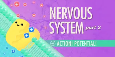 The Nervous System, Part 2 - Action! Potential!