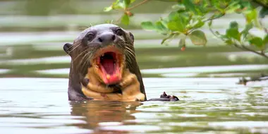 Paddling Through the Pantanal