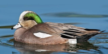 Bird Distribution, Status, and Endemism