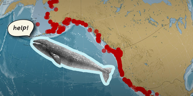 Why Are So Many of Gray Whales Washing Ashore?