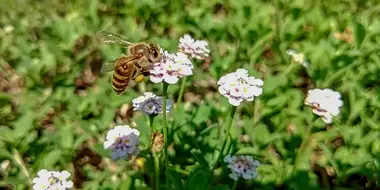 Japanese Honeybees