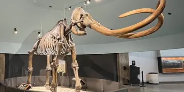 Secrets of the Giant Mammoths