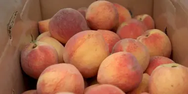 Tree Ripe Peaches | Pearson Farm