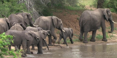 Over-Herd in Africa