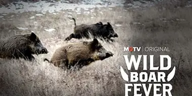 Wild Boar Fever 4