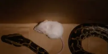 Snake vs. Mouse