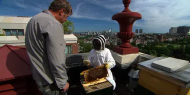 Setting Up a Beehive; Adding Lighting to a Dark Kitchen