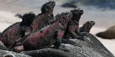 The Dragons of Galapagos