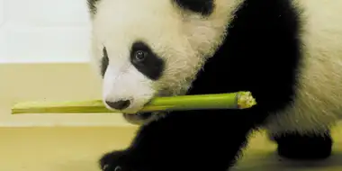 The Panda Baby