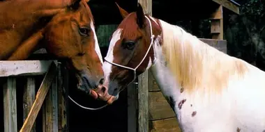 Horses