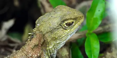 The Tuatara