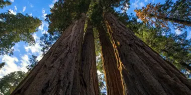 Climbing a Giant Sequoia Tree