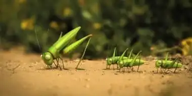 The grasshopper who didn't know how to leap