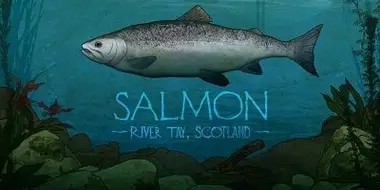 Salmon: River Tay, Scotland