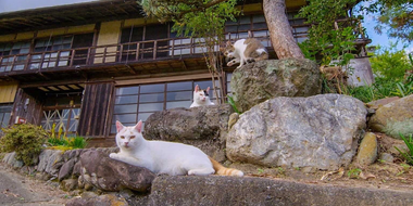 Chichibu: The Great Outdoors with Cats