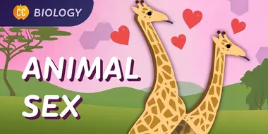 How Animals Do It: Sexual & Asexual Reproduction