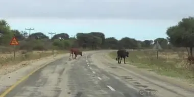 Be Safe and Don't Hit a Cow