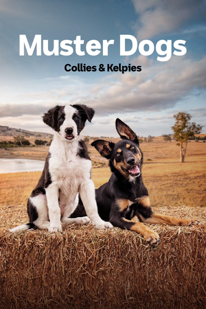 Collies & Kelpies