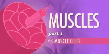 Muscles, Part 1 - Muscle Cells