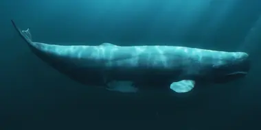 Sperm Whales & Sharks – Surviving Alone or in Groups