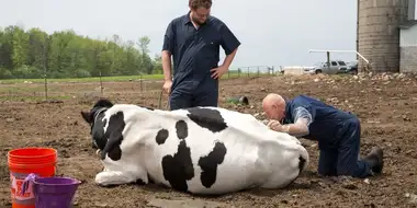 How Now Smelly Cow