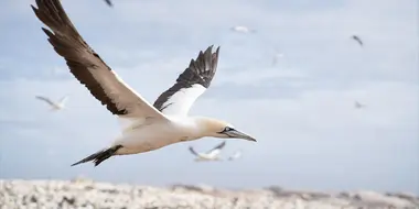 The Ocean's Greatest Feast