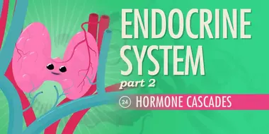 Endocrine System, Part 2 - Hormone Cascades