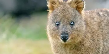 Mini Marsupials