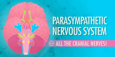 Parasympathetic Nervous System