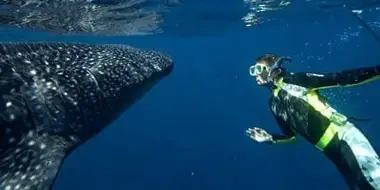 Whale Shark